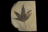 Eocene Fossil Sycamore (Platanus) Leaf - Utah #174929-2